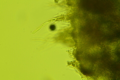 Arachnopeziza trabinelloides