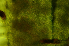 Arachnopeziza trabinelloides