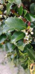 Ilex × meserveae