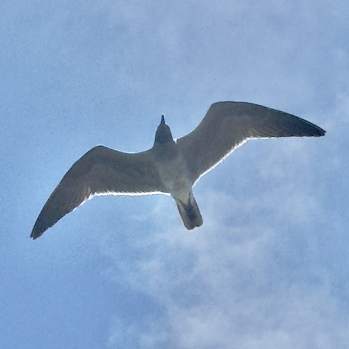 Lava Gull (Leucophaeus fuliginosus), photo 9