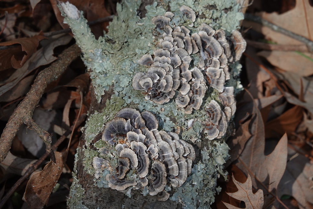 turkey-tail from Calvert Cliffs State Park, 10540 H G Trueman Rd, Lusby ...