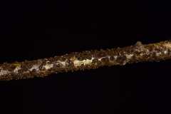 Rosellinia corticium