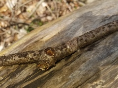 Rosellinia corticium