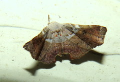 Esthlodora versicolor