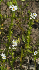 Plagiobothrys stipitatus