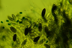 Rosellinia corticium