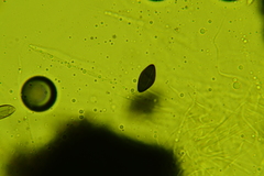 Rosellinia corticium