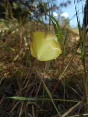Calochortus