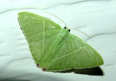 Urolitha bipunctifera