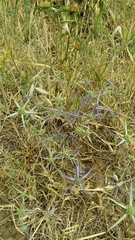 Eryngium creticum