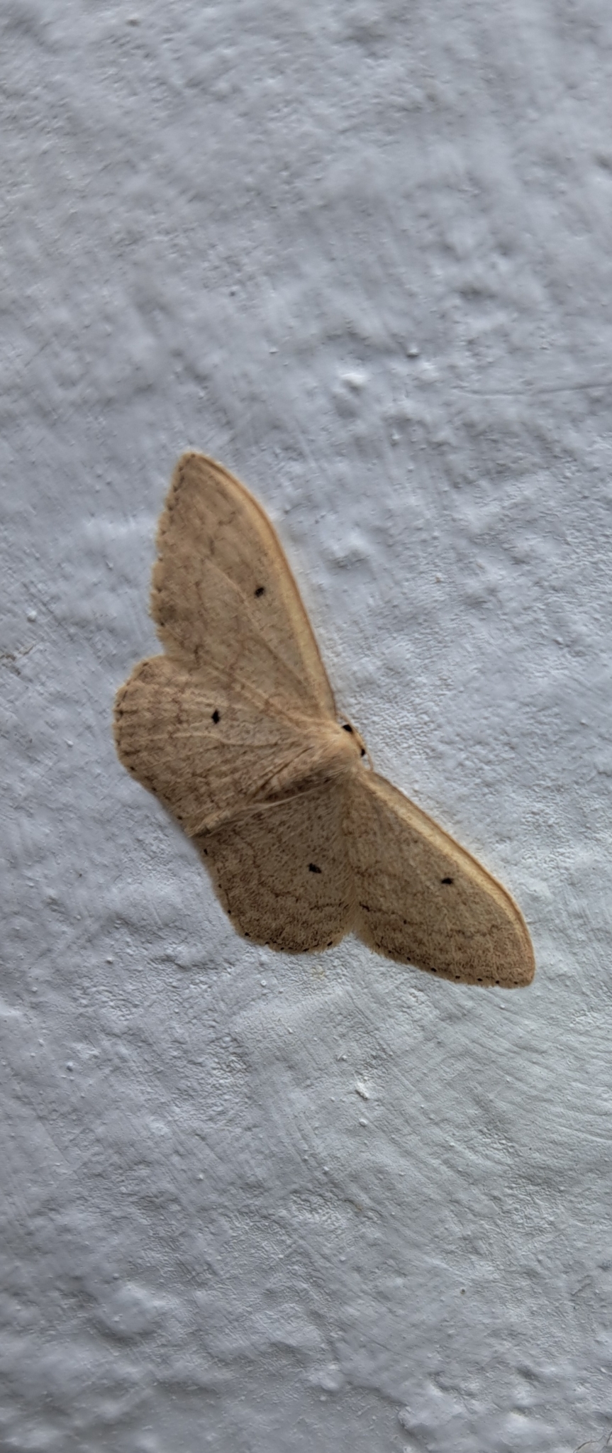 Idaea neglecta