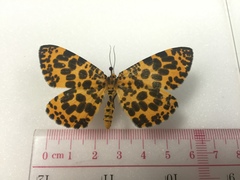 Epobeidia tigrata tigrata