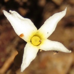 Voyria