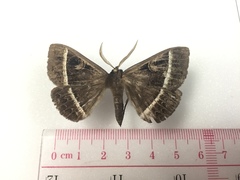 Metopta rectifasciata