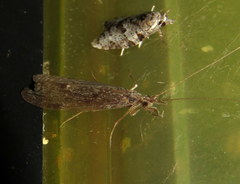 Triplectidinae