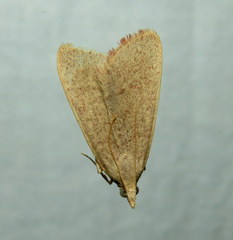 Hypsopygia albidalis
