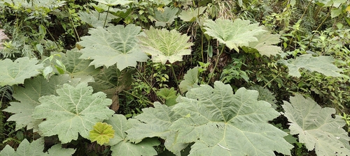 Foto de Ruibarbo gigante