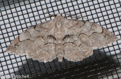 Iridopsis larvaria