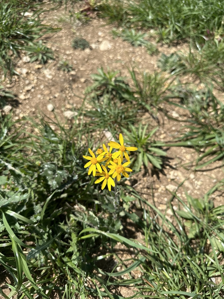 Texas ragwort from Lobo Park, Bulverde, TX, US on March 8, 2024 at 01: ...