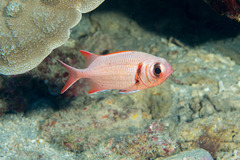 Pearly Soldierfish photo 5