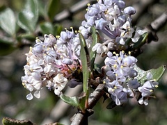 Ceanothus cuneatus var. ramulosus