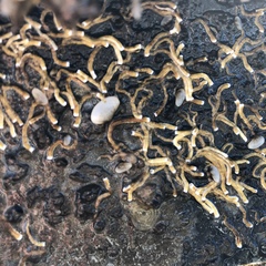 Ficopomatus enigmaticus