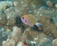 Pycnochromis pacifica