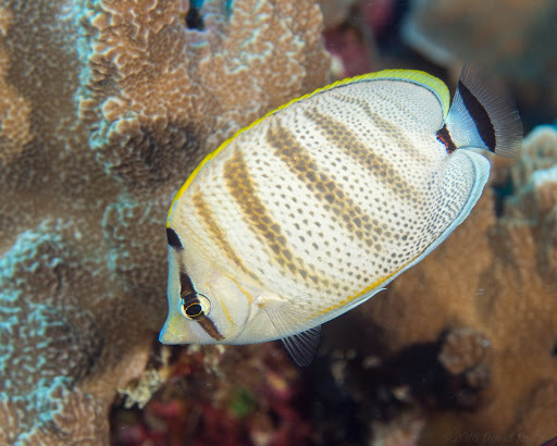 Pebbled Butterflyfish