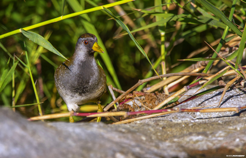 Polluela sora (Porzana carolina)