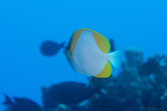 Hemitaurichthys polylepis