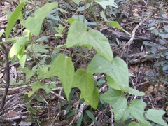 Passiflora rubra