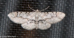 Iridopsis larvaria