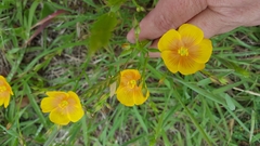 Linum hudsonioides