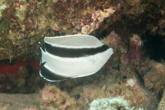 Bandit Angelfish photo 4