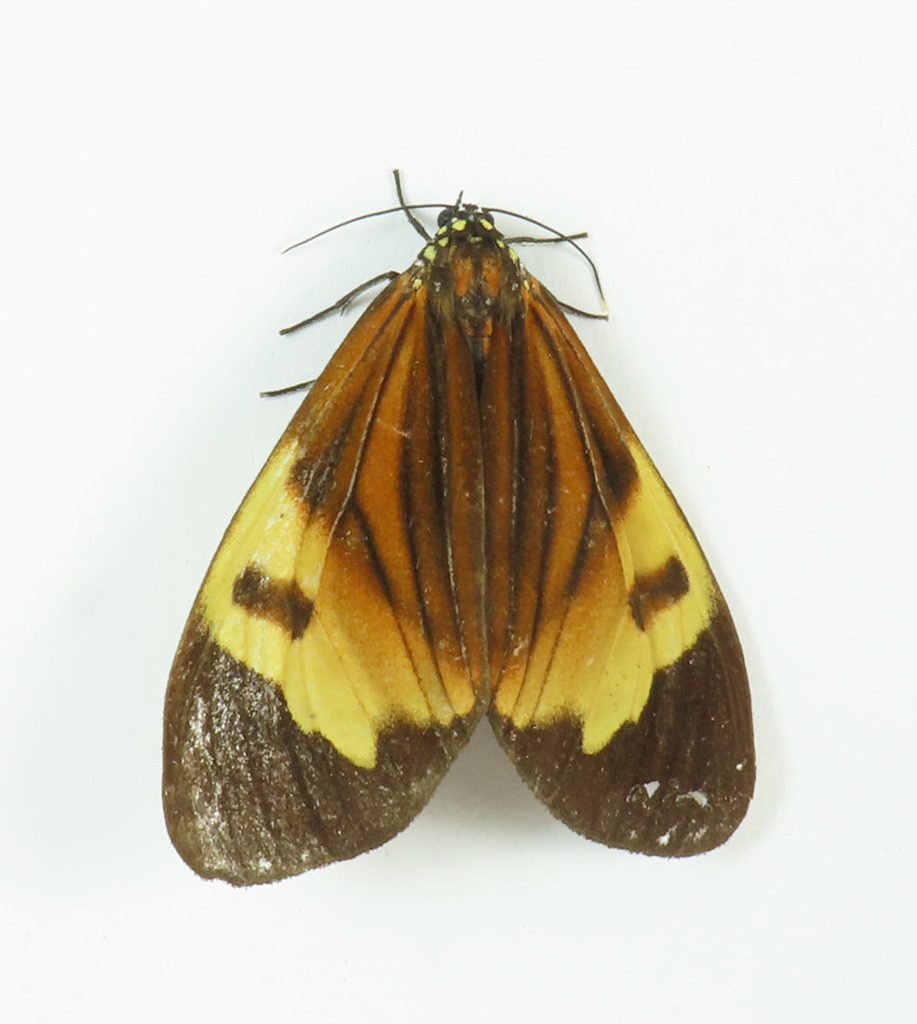 Dysschema bivittata