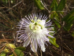 Passiflora bahamensis