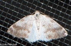 Lomographa semiclarata