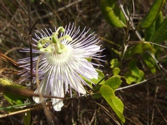 Passiflora bahamensis