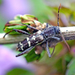 Neoclytus horridus - Photo (c) wanderingmogwai, some rights reserved (CC BY-NC), uploaded by wanderingmogwai