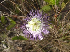 Passiflora bahamensis