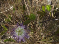 Passiflora bahamensis