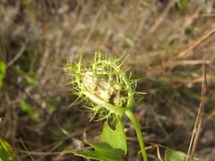 Passiflora bahamensis
