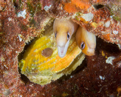 Gymnothorax melatremus