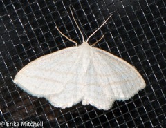 Scopula quadrilineata