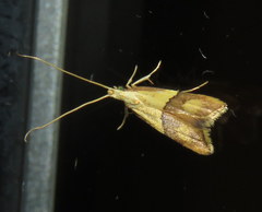 Crocanthes prasinopis