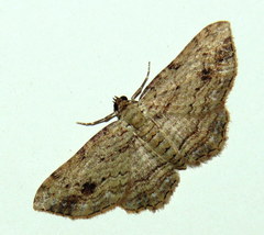 Xanthorhoe anaspila