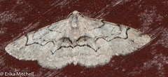Iridopsis vellivolata