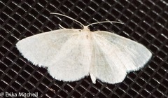 Scopula quadrilineata