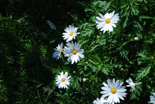 Argyranthemum broussonetii (Argyranthemum broussonetii)