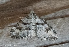 Xanthorhoe abrasaria